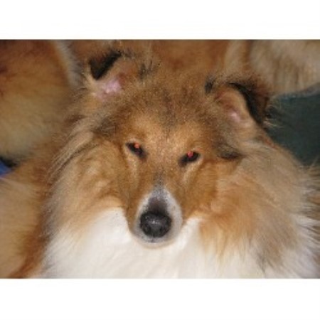 Shetland Sheepdog Breeder in Liverpool, Merseyside