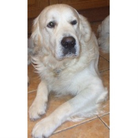 Golden Retriever Stud in Hampshire