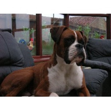 Boxer Stud in Wisbech, Cambridgeshire