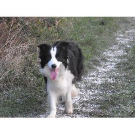 Border Collie Breeder in Blackpool, Lancashire