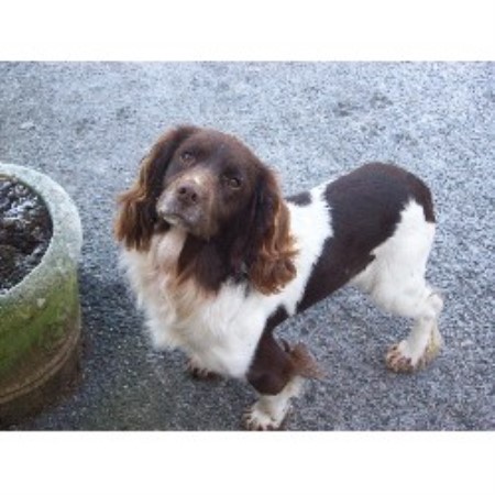 English Springer Spaniel Stud in Devon