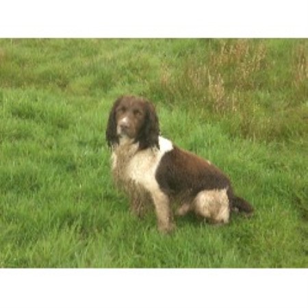 English Springer Spaniel Stud in Cheshire