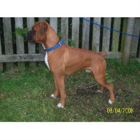 Boxer Stud in Milnthorpe, Cumbria