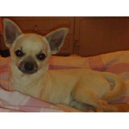 Chihuahua Stud in Cheshire