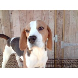 Beagle Breeder in Newport, Isle Of Wight