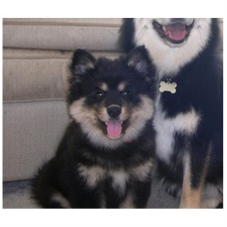 Finnish Lapphund Breeder in Newton Abbot, Devon