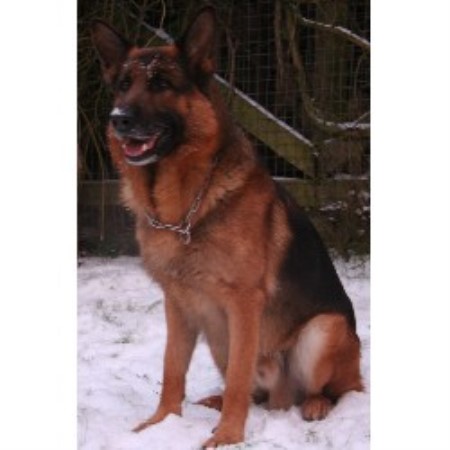 German Shepherd Dog Stud in Darlington, Durham