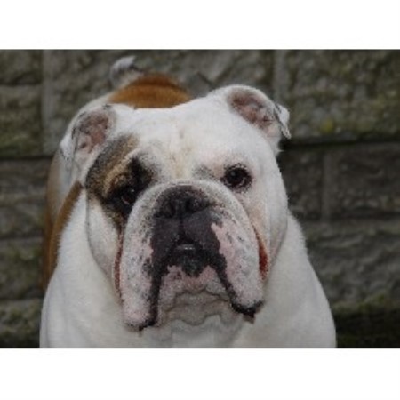 English Bulldog Breeder in Preston, Lancashire