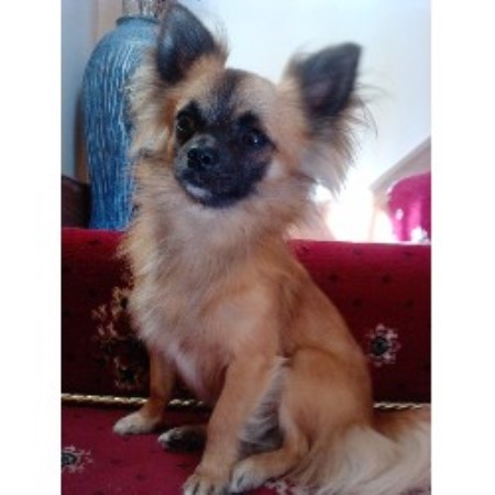 Chihuahua Stud in Cambridgeshire