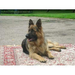 German Shepherd Dog Stud in Crawley, West Sussex