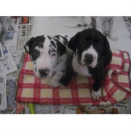 Great Dane Breeder in Welshpool, Powys