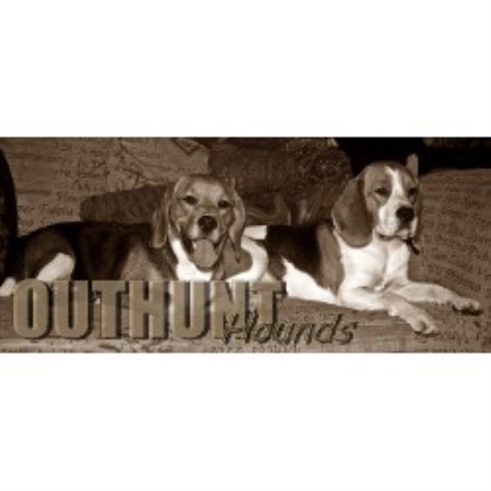English Foxhound Breeder in Kirkcaldy, Fife