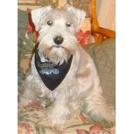 Miniature Schnauzer Stud in Cumbria
