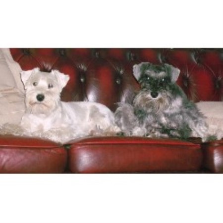 Miniature Schnauzer Stud in Cumbria