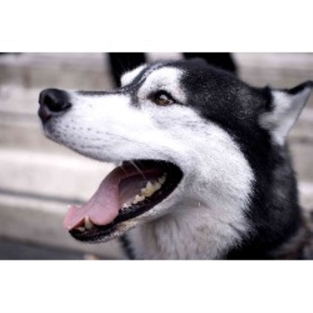 Siberian Husky Stud in London, Middlesex