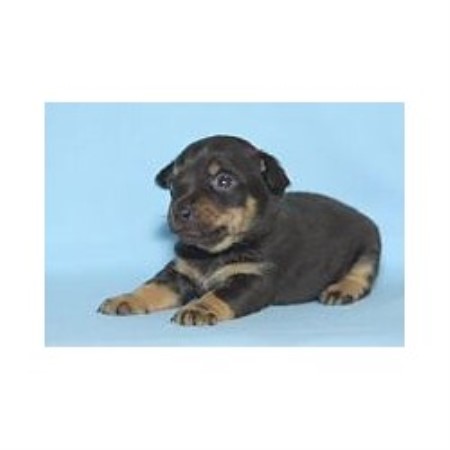 Lancashire Heeler Breeder in Shawforth, Lancashire
