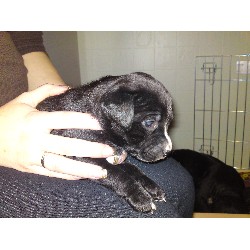Staffordshire Bull Terrier Breeder in Plymouth, Devon