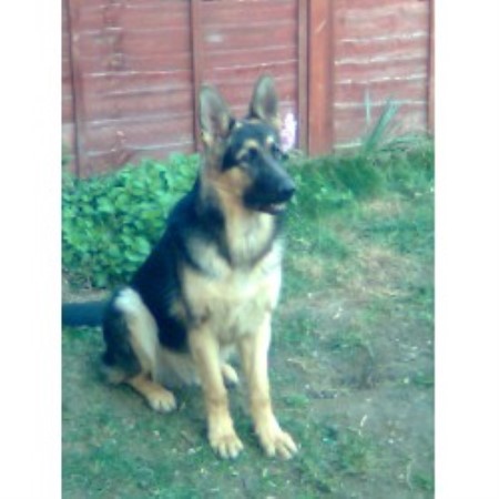 German Shepherd Dog Stud in London, London
