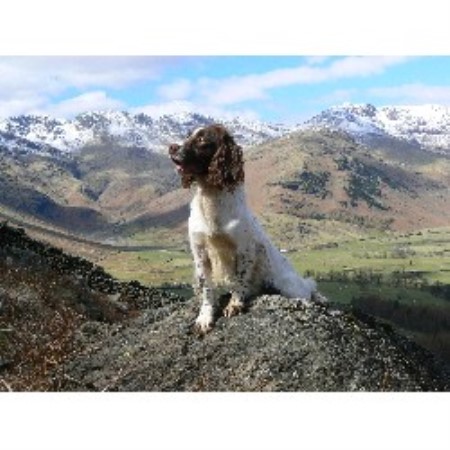 English Springer Spaniel Stud in Lancashire