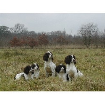 English Springer Spaniel Breeder in Wigan, Lancashire