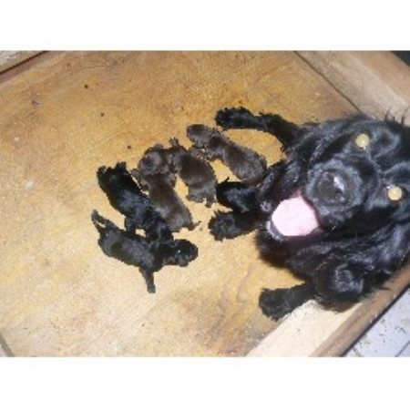 English Cocker Spaniel Breeder in Wigan, Lancashire