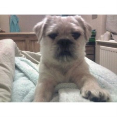 Pug Stud in West Yorkshire