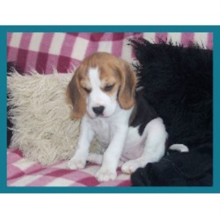 Beagle Breeder in Isle Of Wight, Hampshire