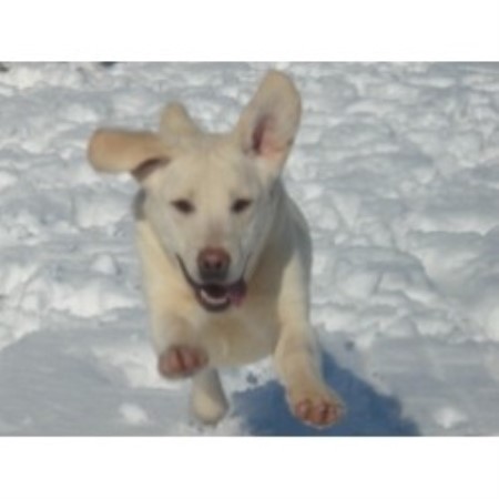 Labradoodle Breeder in North Petherton, Somerset