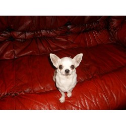Chihuahua Stud in Suffolk