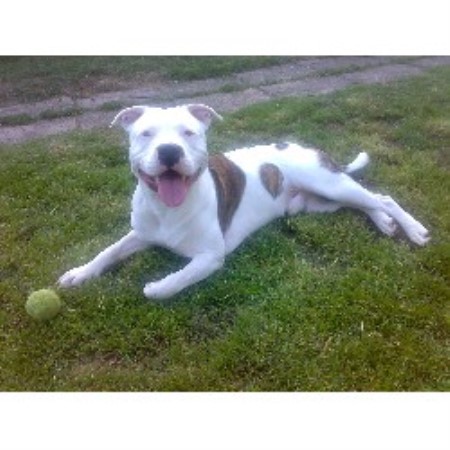 American Staffordshire Terrier Stud in Warwickshire