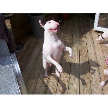 Bull Terrier Breeder in Weymouth, Dorset