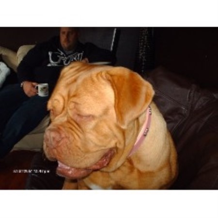 Dogue+de+bordeaux+puppies+for+sale