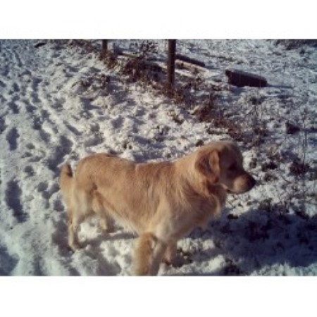 Golden Retriever Stud in Staffordshire