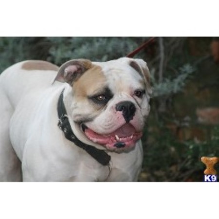 American Bulldog Stud in Devon