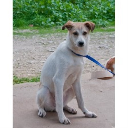 Danny 10 months  very sweet but shy boy