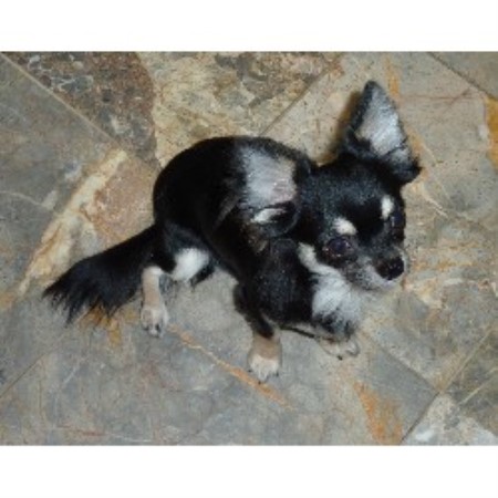 Chihuahua Stud in Clwyd