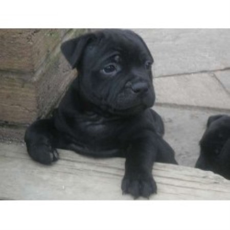 Staffordshire Bull Terrier Breeder in Rugeley, Staffordshire