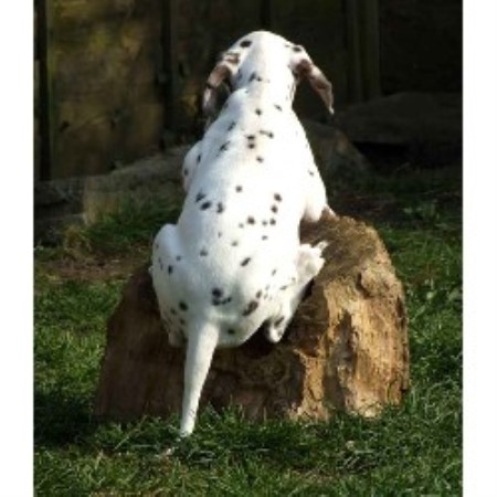 Jabbawock Dog Training Club