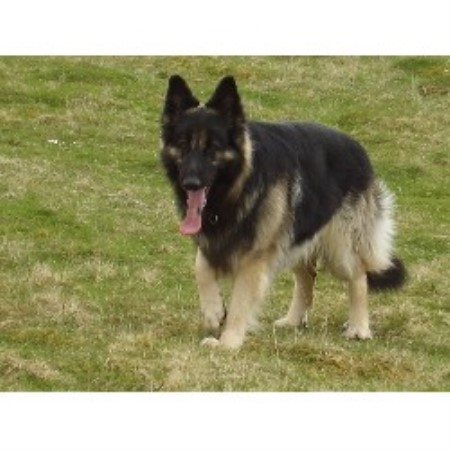 German Shepherd Dog Stud in Salisbury, Dorset