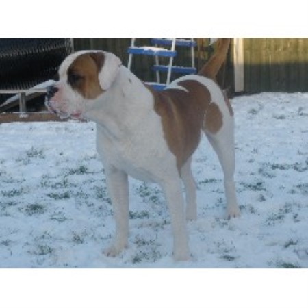 American Bulldog Stud in Nottinghamshire