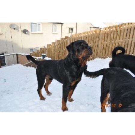 Rottweiler Stud in Cumbria