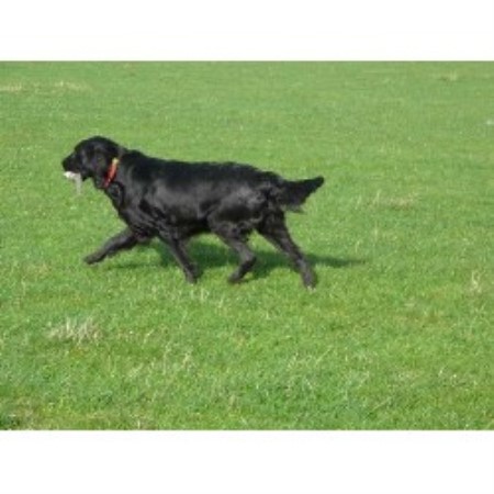 Flat Coated Retriever Breeder in Peterhead, Aberdeenshire
