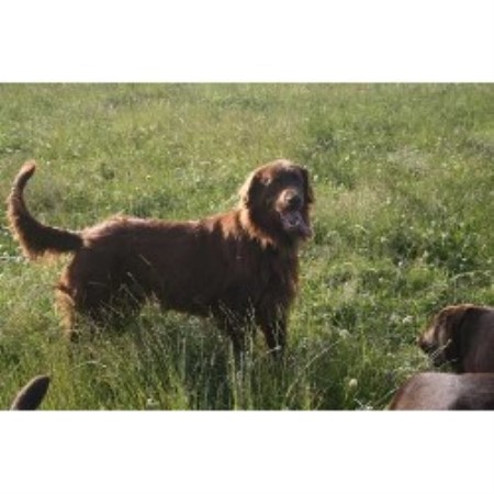 Flat Coated Retriever Stud in Aberdeenshire