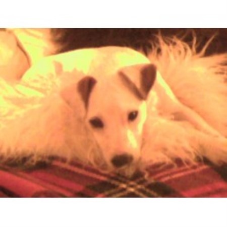 Jack Russell Terrier Stud in West Yorkshire