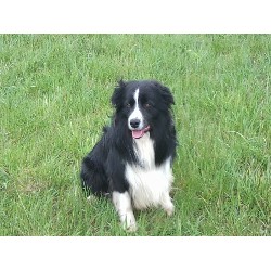 Border Collie Stud in South Yorkshire