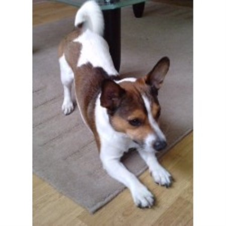 Jack Russell Terrier Stud in Hertfordshire