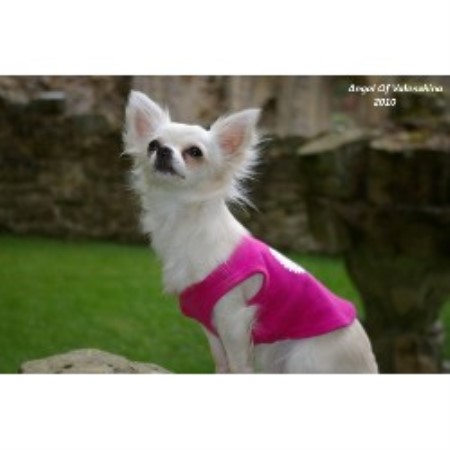 Chihuahua Breeder in Driffield, North Humberside