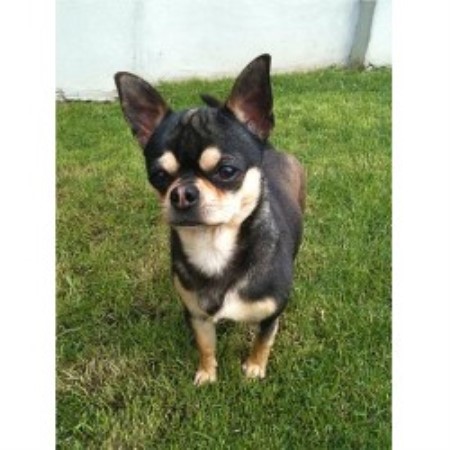 Chihuahua Stud in Devon