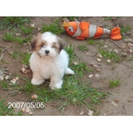 Lhasa Apso Breeder in Gloucester, Gloucestershire