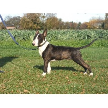 Bull Terrier Stud in Lincolnshire